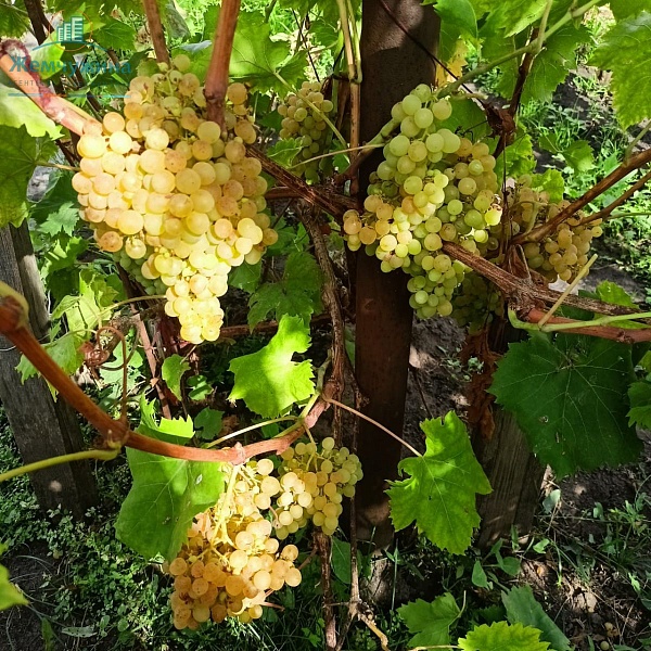 Часть дома , 40 кв.м. , 4 сот.